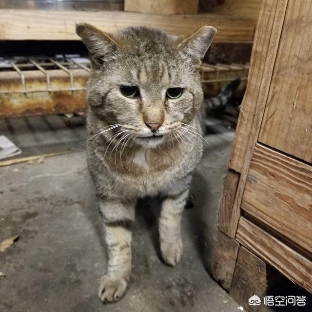 乡下怎么养猫:农村养土猫真的是在虐猫吗，被喷怎么办？