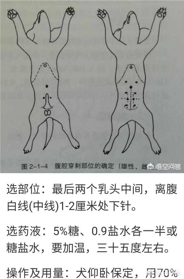 犬细小病毒怎么治疗:犬细小病毒感染怎么治疗 犬细小早期家中治疗方法？