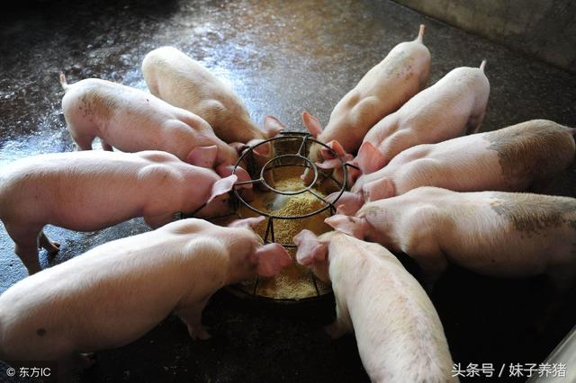 猪病防治图谱:如何防治冬春季节多发猪病？