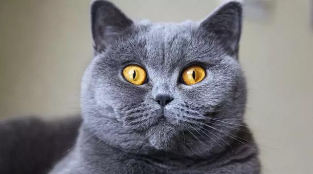 英国短毛波斯猫:短毛波斯猫好养吗 英国短毛猫好养吗？英国短毛猫价格一般是多少钱？