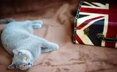 英国短毛波斯猫:短毛波斯猫好养吗 英国短毛猫好养吗？英国短毛猫价格一般是多少钱？