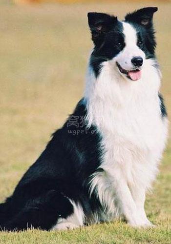 古牧犬掉毛吗:拉布拉多掉毛厉害怎么办？能解决吗？