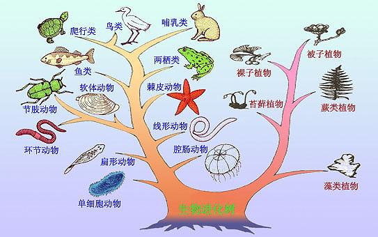 达尔文的进化论正确吗?