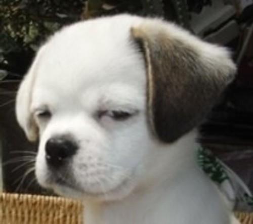 滑动狗头解锁!我手机屏保,帅不?