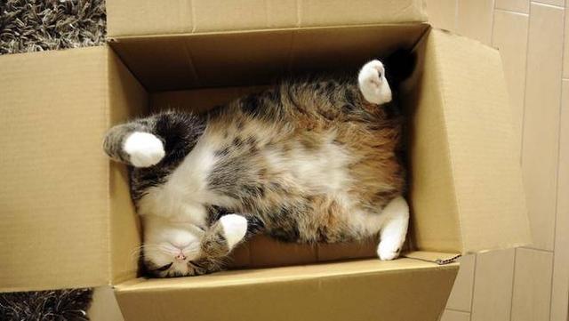 为什么猫咪能缩在小盒子里面:猫为什么喜欢钻箱子？有没有科学的结论？