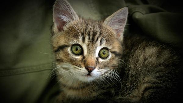猫叔大白主人是:请问两个月的猫怎么建立感情？