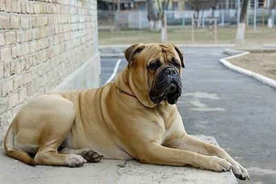 来宝犬业训练:你认为最不好训练的狗狗是什么？
