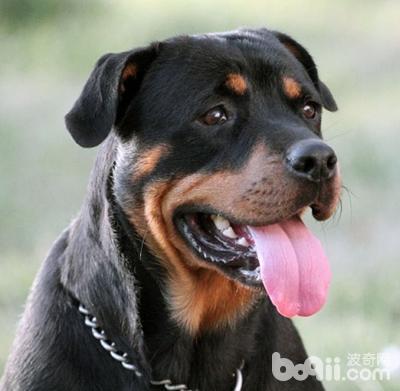 来宝犬业训练:你认为最不好训练的狗狗是什么？