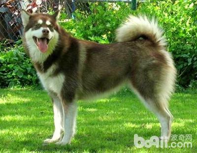 来宝犬业训练:你认为最不好训练的狗狗是什么？