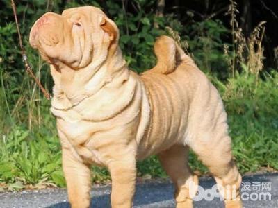 来宝犬业训练:你认为最不好训练的狗狗是什么？
