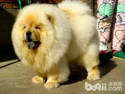 来宝犬业训练:你认为最不好训练的狗狗是什么？