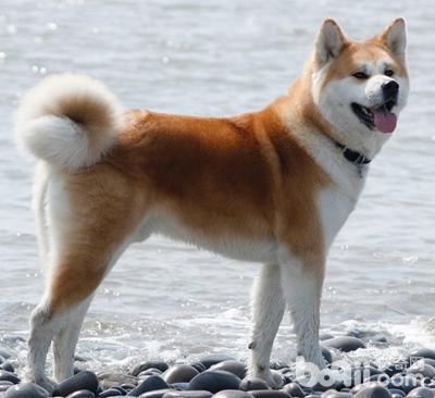 来宝犬业训练:你认为最不好训练的狗狗是什么？