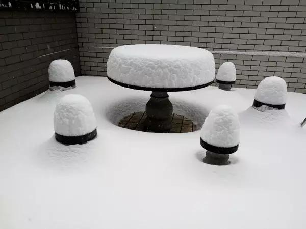 宠物狗十字绣下载:你见过最丑的装修是什么样的？