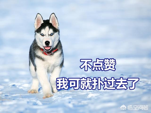 阿拉斯加雪橇犬和哈士奇怎么区别:阿拉斯加和哈士奇是一个品种吗？ 阿拉斯加雪橇犬和哈士奇哪个好养