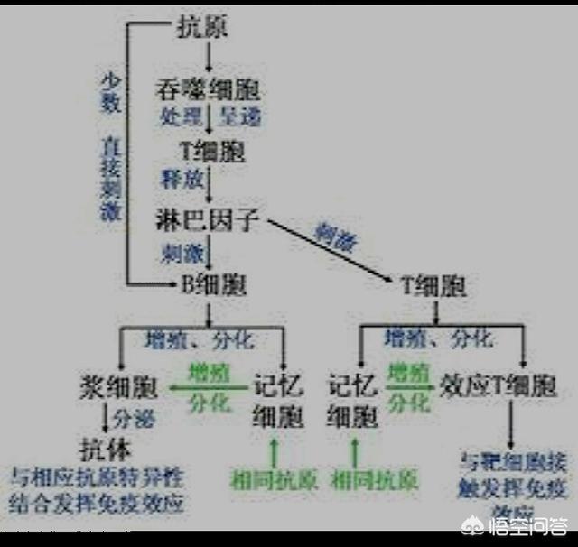 人注射狂犬疫苗有效期是多久:狂犬疫苗打了管一辈子吗？