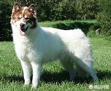 西摩犬与萨摩犬一样吗:爱斯基摩犬和萨摩耶有什么区别？ 西摩犬和萨摩拉犬