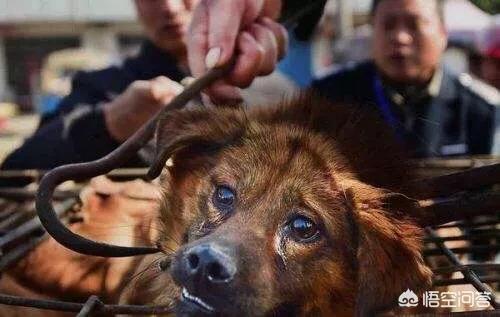 狗得了狗瘟抽搐安乐死:狗狗犬瘟热是否应该选择安乐死？