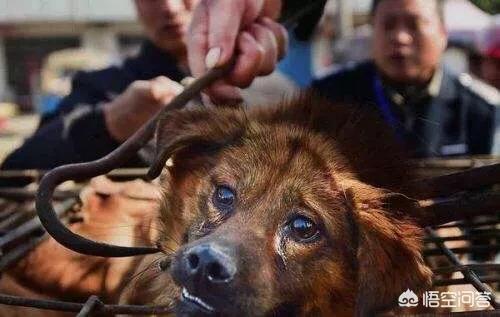 犬瘟后期:哈士奇的了晚期犬瘟，该不该安乐死？