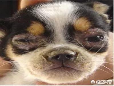 狗得了狗瘟抽搐安乐死:狗狗犬瘟热是否应该选择安乐死？