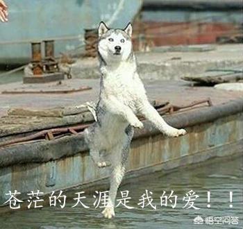 阿拉斯加犬和哈士奇的叫声:为什么别的狗都是汪汪叫，只有哈士奇是哇呜哇呜地叫？