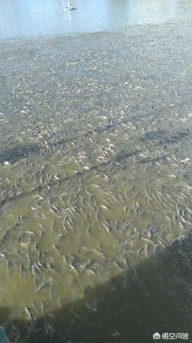山东章丘养殖，增氧机在鱼类养殖中如何使用？