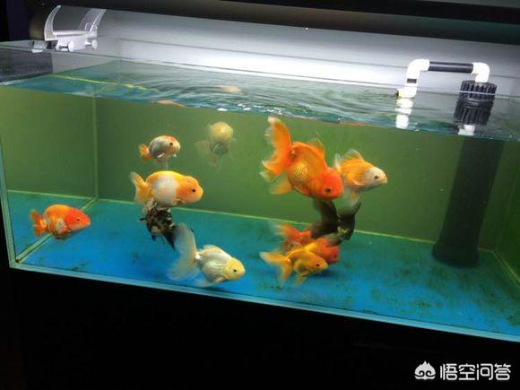 养鱼知识氧气:家里养的鱼为什么要过滤、加氧、加温棒？