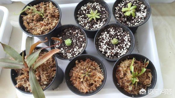 头条问答 - 食虫花怎么养?(3个回答)