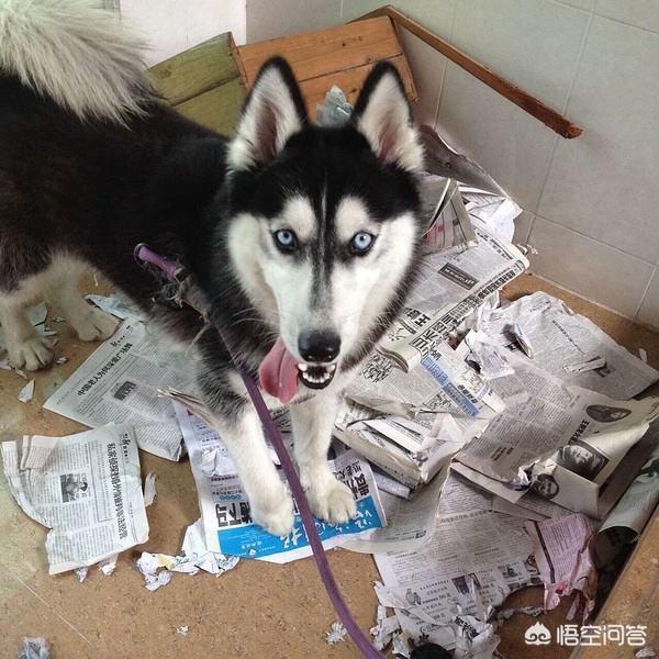 哈士奇大战藏獒视频在线观看:哈士奇和藏獒打仗视频 哈士奇和中华田园犬打架谁厉害？