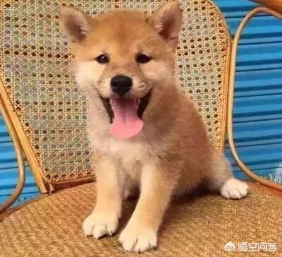 柴犬智商怎么样:想养一只柴犬，养柴犬费钱吗？