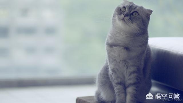被家猫抓伤:被自己家的猫抓破了一点，需要打针吗？