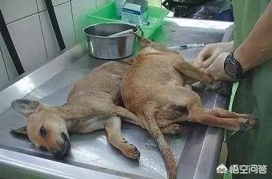 如何让狗狗进入下体验:养一只比格犬是一种怎样的体验？
