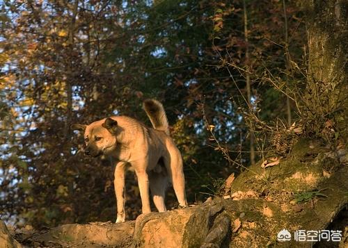 成年西施犬图片:小时候，有没有一只狗陪过你好多年？