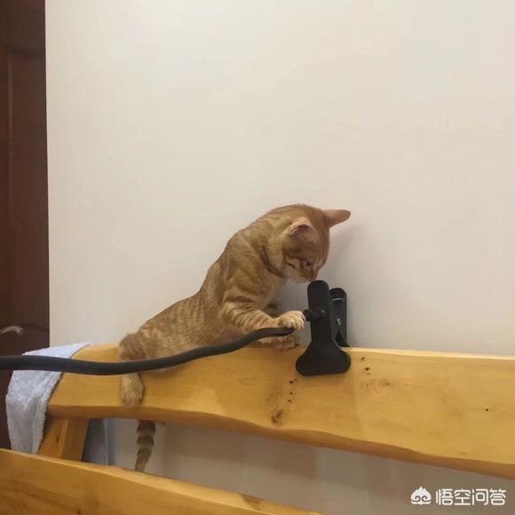 宠物猫:宠物猫口臭是为什么，怎么办？ 宠物猫品种