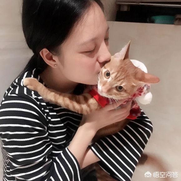 宠物猫:宠物猫口臭是为什么，怎么办？ 宠物猫品种