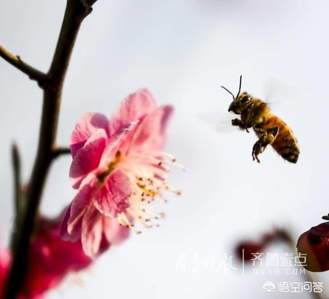 你认为什么花是最美的,为什么？