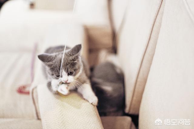 最活泼的缉毒犬:我想问一下，英短蓝猫是不是都很调皮啊？ 最萌的缉毒犬