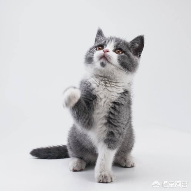 英短蓝猫发情期:我想问一下，英短蓝猫是不是都很调皮啊？