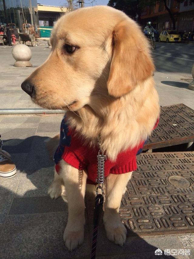 泉州市金毛犬吧:绝对不能给金毛犬吃的食物有哪些？