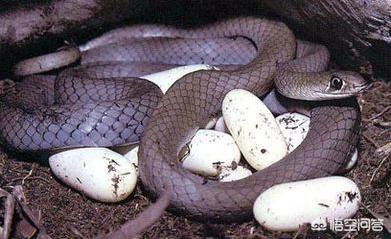 头条问答 胎生蛇与卵生蛇有什么区别 科学刘小酷的回答 0赞