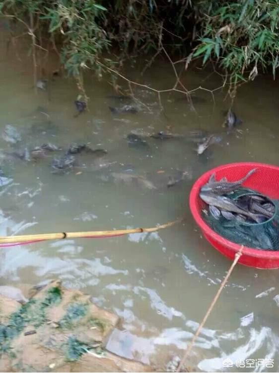 热带吃垃圾鱼:清道夫鱼破坏堤坝貌似已经泛滥成灾，作为入侵物种为何没人敢吃？