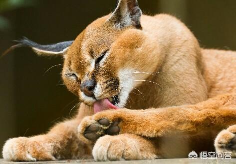 宠物猫科动物:狞猫真的可以作为宠物吗？