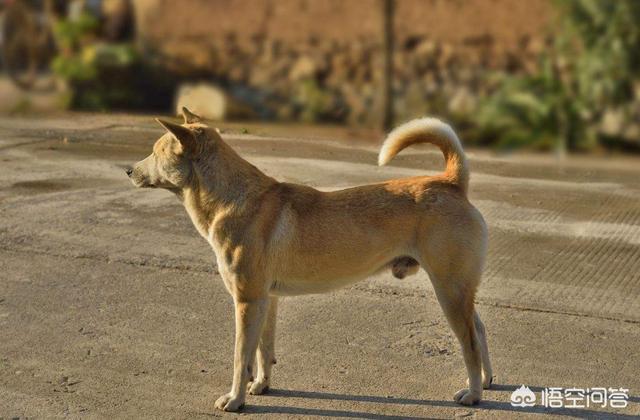中国藏獒之父的悲哀:方舟子怼“量子之父”，底气从哪来？他真有那么大的博学知识吗？