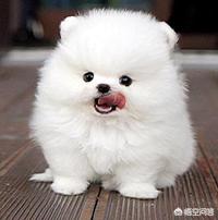 宠物狗狗:最近想买一只宠物狗，哪种最萌呢？