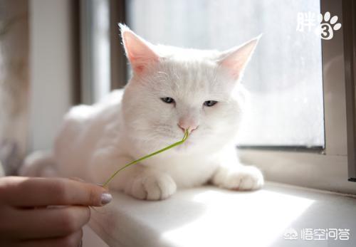 猫吃完猫草就吐，怎么办？-头条问答