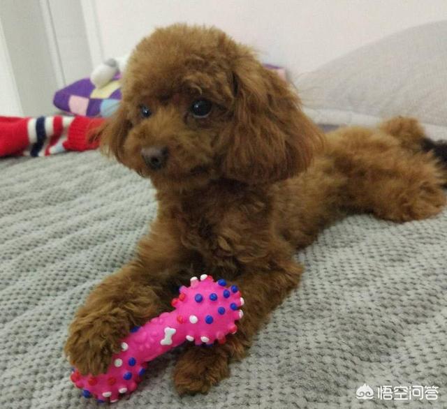 灰色飞耳玩具贵宾犬图片:玩具泰迪和茶杯泰迪犬有什么区别？