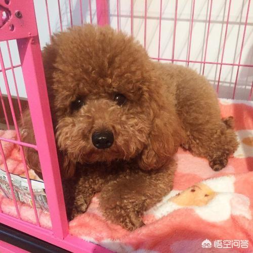 适合人的母狗:有哪些可以保护女孩子的狗，女孩子适合养什么的狗？