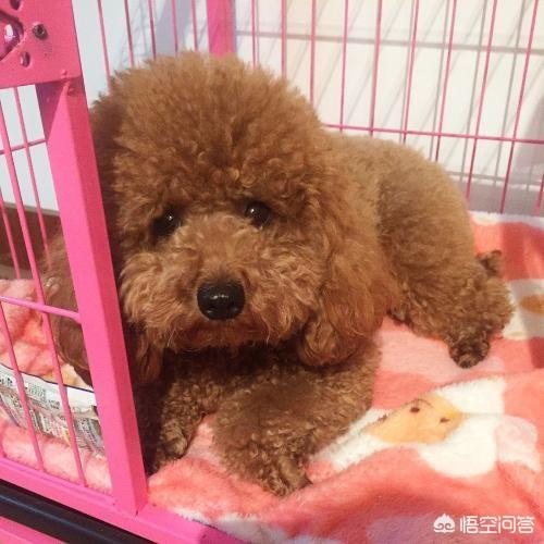 不爱叫适合家养的小型犬:有哪些中小型犬适合当宠物？