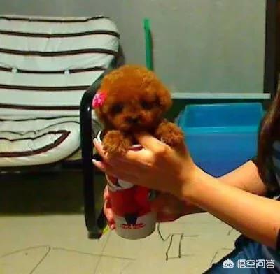 的茶杯犬的图片:茶杯犬图片可爱图片 有没有和我一样不喜欢泰迪？