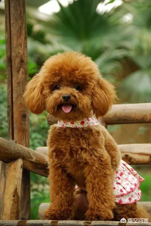 的茶杯犬的图片:茶杯犬图片可爱图片 有没有和我一样不喜欢泰迪？