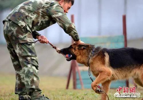 训练小狗:怎样让狗狗训练提高注意力？